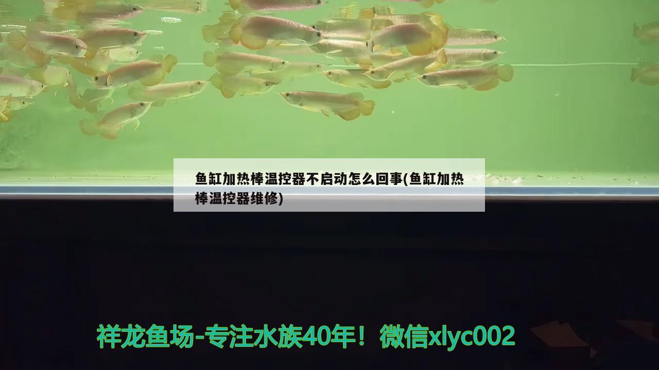 魚缸加熱棒溫控器不啟動怎么回事(魚缸加熱棒溫控器維修)