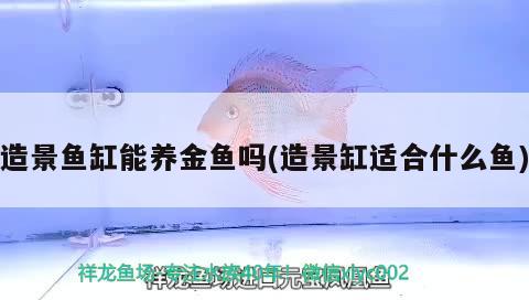 造景魚缸能養(yǎng)金魚嗎(造景缸適合什么魚)