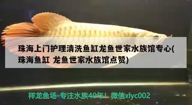 珠海上門護(hù)理清洗魚缸龍魚世家水族館專心(珠海魚缸龍魚世家水族館點(diǎn)贊) 九鼎魚缸