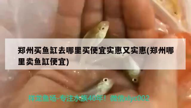 鄭州買魚缸去哪里買便宜實惠又實惠(鄭州哪里賣魚缸便宜)