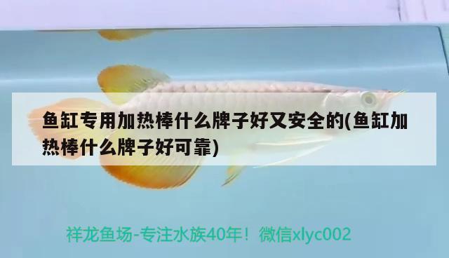 魚缸專用加熱棒什么牌子好又安全的(魚缸加熱棒什么牌子好可靠)