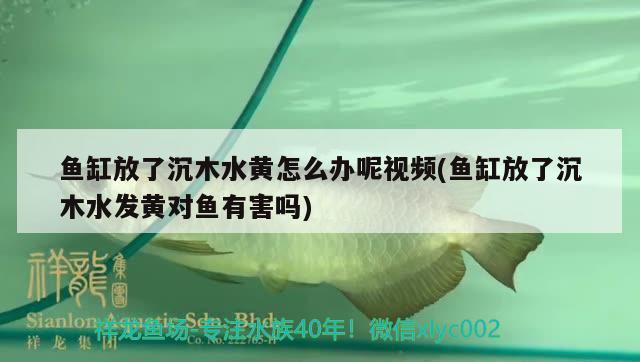 魚缸放了沉木水黃怎么辦呢視頻(魚缸放了沉木水發(fā)黃對魚有害嗎)