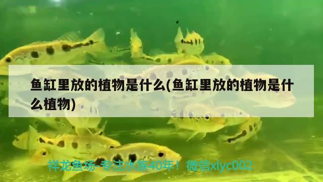 魚缸里放的植物是什么(魚缸里放的植物是什么植物)