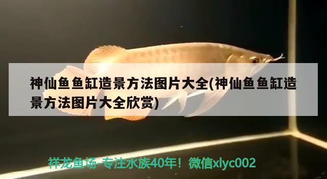 神仙魚(yú)魚(yú)缸造景方法圖片大全(神仙魚(yú)魚(yú)缸造景方法圖片大全欣賞) 和尚魚(yú)