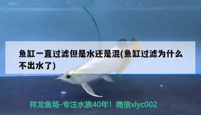 魚缸一直過濾但是水還是混(魚缸過濾為什么不出水了)