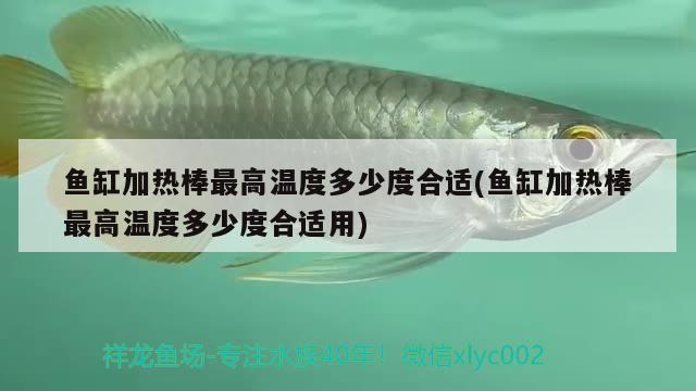 魚(yú)缸加熱棒最高溫度多少度合適(魚(yú)缸加熱棒最高溫度多少度合適用) 魚(yú)缸/水族箱