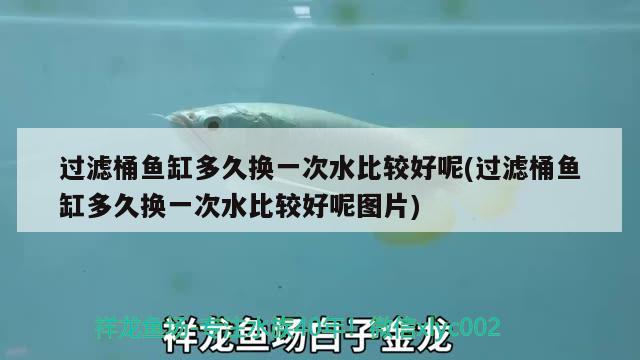 過濾桶魚缸多久換一次水比較好呢(過濾桶魚缸多久換一次水比較好呢圖片) 福虎/異型虎魚/純色虎魚