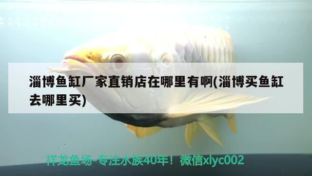 淄博魚缸廠家直銷店在哪里有啊(淄博買魚缸去哪里買)