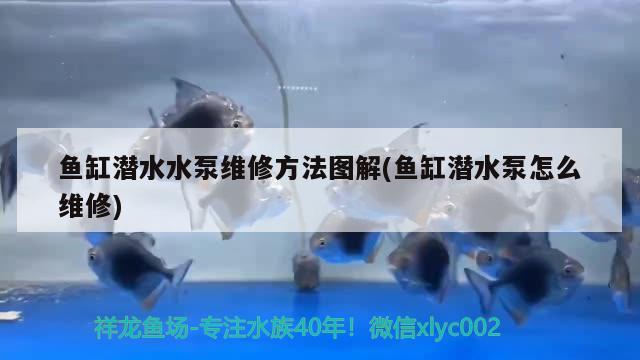 魚缸潛水水泵維修方法圖解(魚缸潛水泵怎么維修) 白子銀版魚