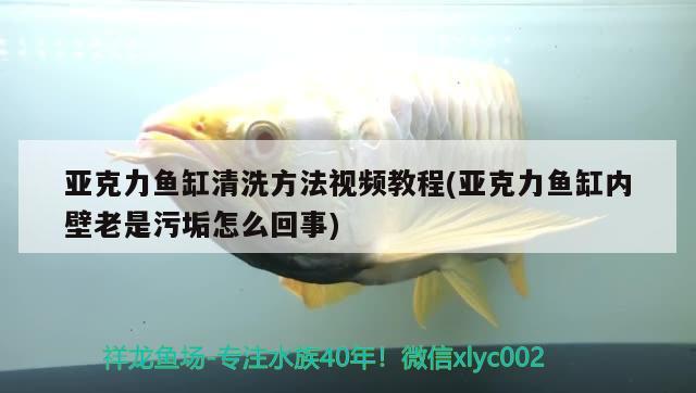 亞克力魚缸清洗方法視頻教程(亞克力魚缸內(nèi)壁老是污垢怎么回事) 龍魚批發(fā)