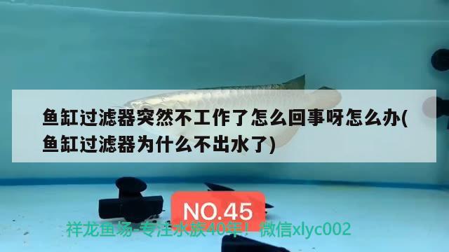 魚缸過濾器突然不工作了怎么回事呀怎么辦(魚缸過濾器為什么不出水了)