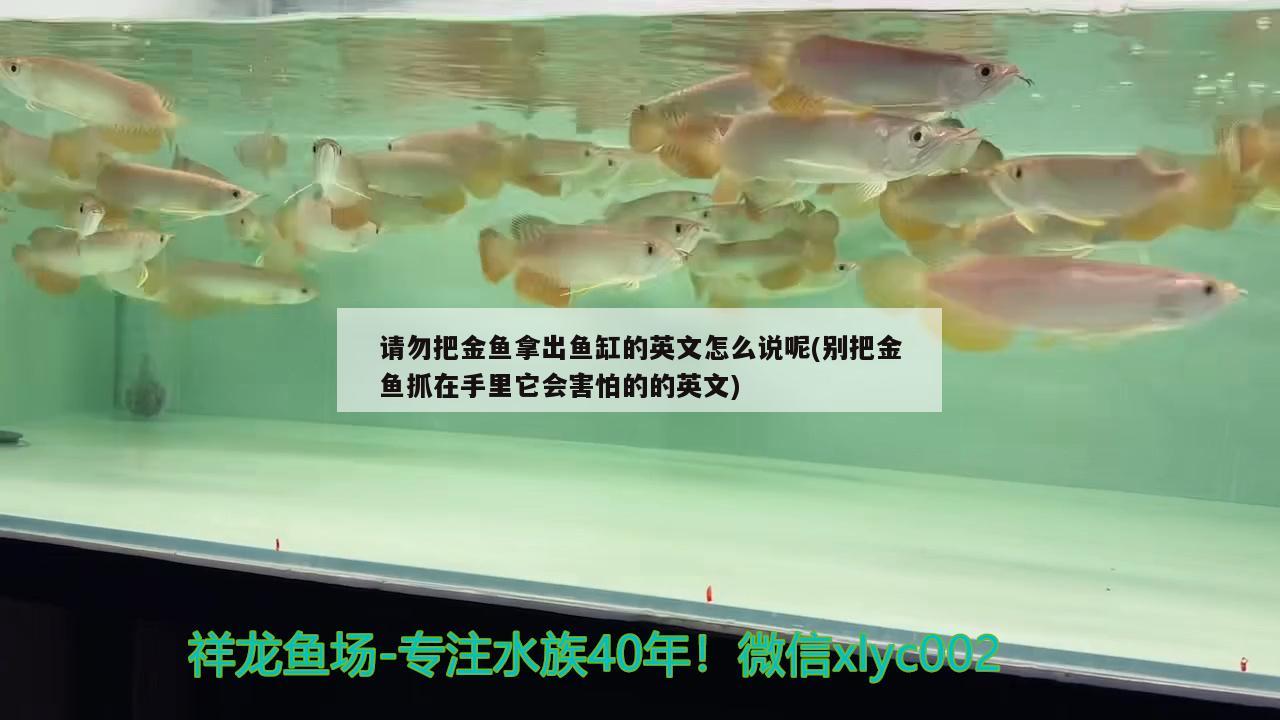 請勿把金魚拿出魚缸的英文怎么說呢(別把金魚抓在手里它會害怕的的英文) 龍魚芯片掃碼器