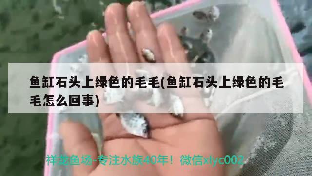 魚缸石頭上綠色的毛毛(魚缸石頭上綠色的毛毛怎么回事)