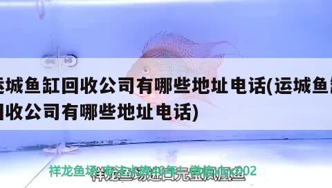 運(yùn)城魚缸回收公司有哪些地址電話(運(yùn)城魚缸回收公司有哪些地址電話) 泰國(guó)雪鯽魚