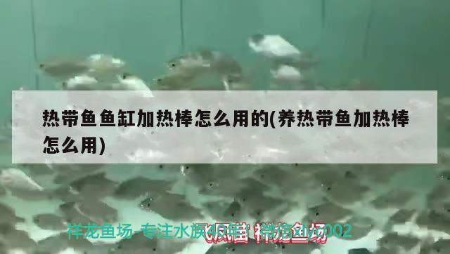 熱帶魚(yú)魚(yú)缸加熱棒怎么用的(養(yǎng)熱帶魚(yú)加熱棒怎么用) 鸚鵡魚(yú)