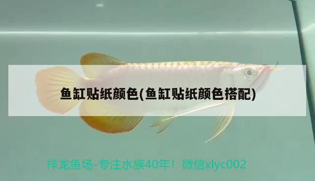 魚缸貼紙顏色(魚缸貼紙顏色搭配) 廣州觀賞魚批發(fā)市場(chǎng)