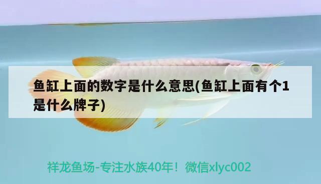 魚缸上面的數(shù)字是什么意思(魚缸上面有個(gè)1是什么牌子) 養(yǎng)魚知識