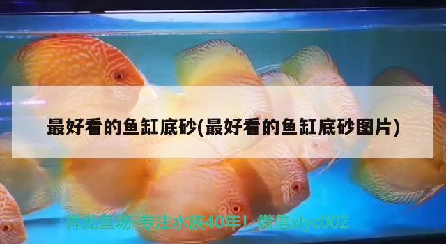 最好看的魚缸底砂(最好看的魚缸底砂圖片)