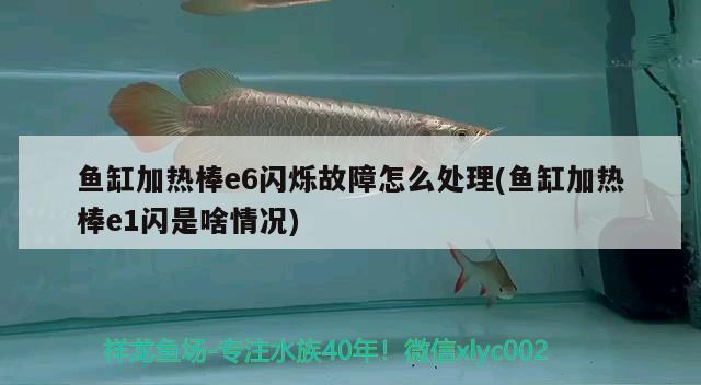 魚缸加熱棒e6閃爍故障怎么處理(魚缸加熱棒e1閃是啥情況)