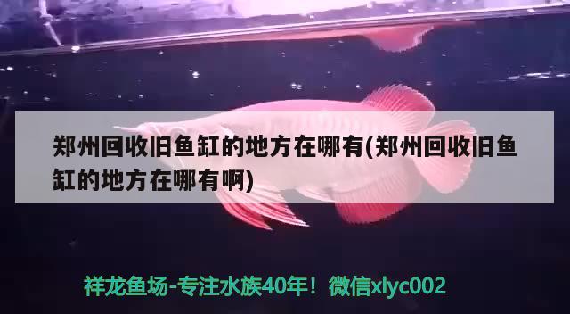 鄭州回收舊魚缸的地方在哪有(鄭州回收舊魚缸的地方在哪有啊) 夢幻雷龍魚