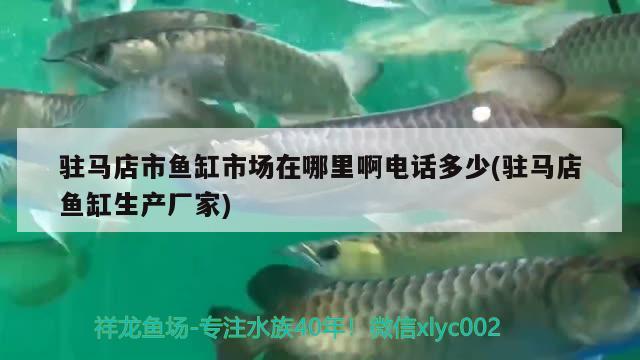 駐馬店市魚缸市場(chǎng)在哪里啊電話多少(駐馬店魚缸生產(chǎn)廠家) 新加坡號(hào)半紅龍魚（練手級(jí)紅龍魚）