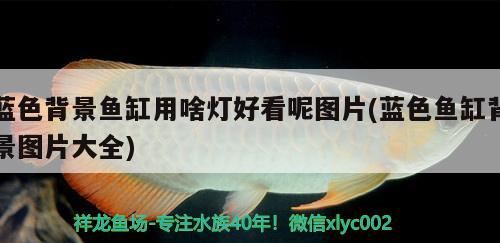 藍(lán)色背景魚(yú)缸用啥燈好看呢圖片(藍(lán)色魚(yú)缸背景圖片大全)