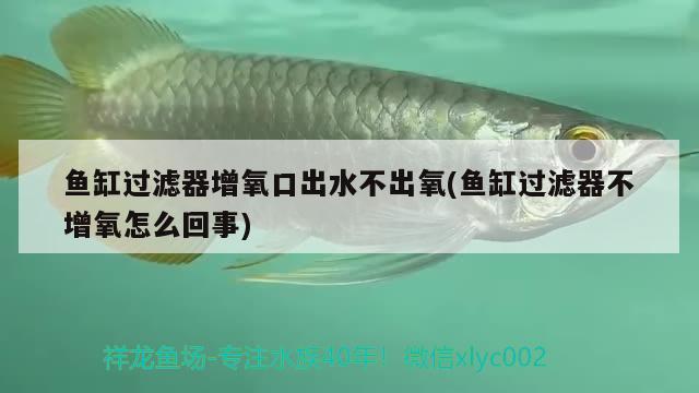 魚缸過濾器增氧口出水不出氧(魚缸過濾器不增氧怎么回事)