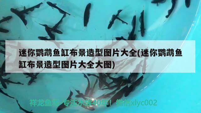 迷你鸚鵡魚缸布景造型圖片大全(迷你鸚鵡魚缸布景造型圖片大全大圖)