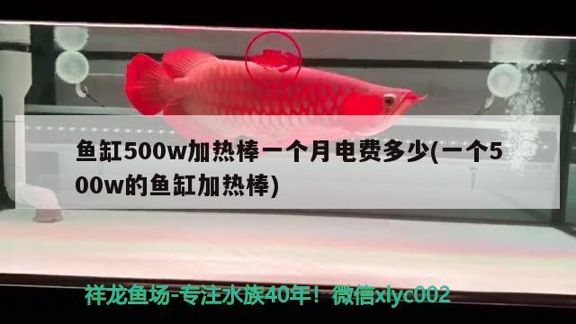 魚缸500w加熱棒一個(gè)月電費(fèi)多少(一個(gè)500w的魚缸加熱棒) 雪龍魚