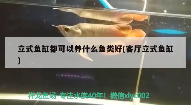 立式魚缸都可以養(yǎng)什么魚類好(客廳立式魚缸) 財神鸚鵡魚