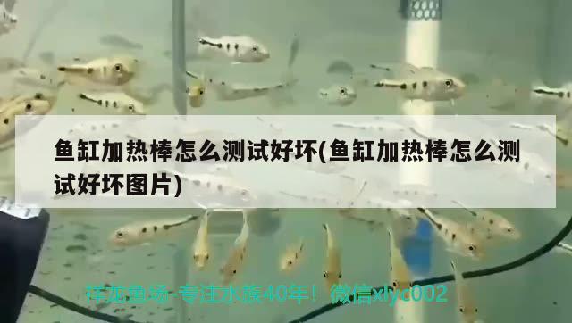 魚缸加熱棒怎么測試好壞(魚缸加熱棒怎么測試好壞圖片) 觀賞魚魚苗