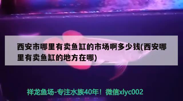 西安市哪里有賣魚缸的市場(chǎng)啊多少錢(西安哪里有賣魚缸的地方在哪)