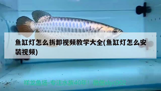 魚缸燈怎么拆卸視頻教學(xué)大全(魚缸燈怎么安裝視頻) 粗線銀版魚