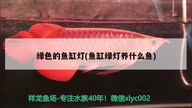 綠色的魚缸燈(魚缸綠燈養(yǎng)什么魚)