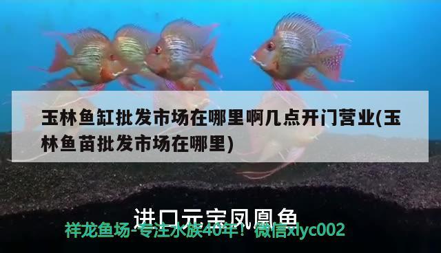 玉林魚缸批發(fā)市場在哪里啊幾點(diǎn)開門營業(yè)(玉林魚苗批發(fā)市場在哪里) 白子紅龍魚