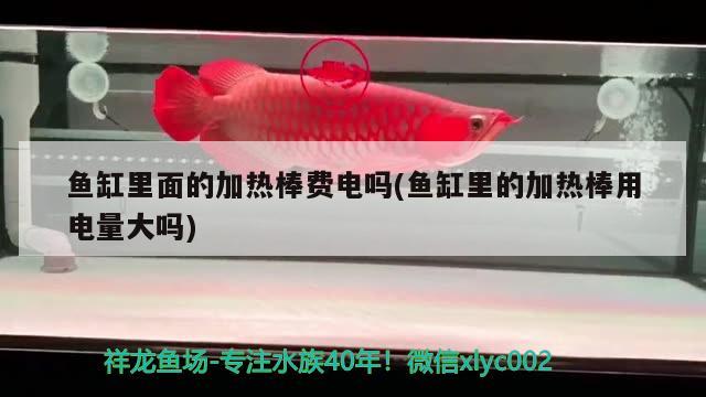 魚缸里面的加熱棒費電嗎(魚缸里的加熱棒用電量大嗎) 硝化細(xì)菌