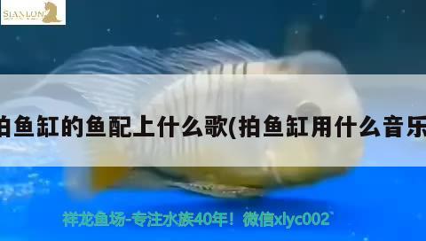 拍魚缸的魚配上什么歌(拍魚缸用什么音樂) 紅眼黃化幽靈火箭魚|皇家火箭魚