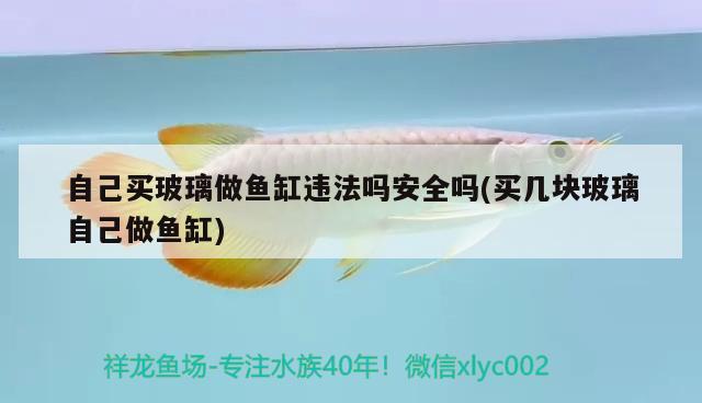 自己買玻璃做魚(yú)缸違法嗎安全嗎(買幾塊玻璃自己做魚(yú)缸) 大日玉鯖魚(yú)