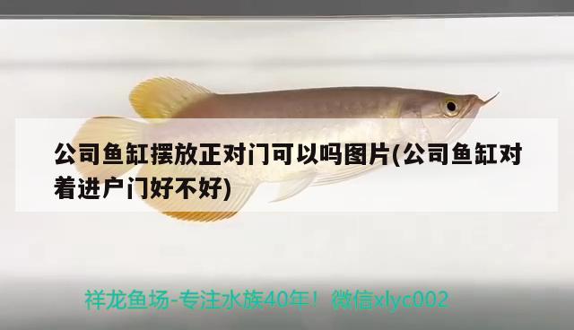 公司魚缸擺放正對門可以嗎圖片(公司魚缸對著進戶門好不好) 黑桃A魚苗