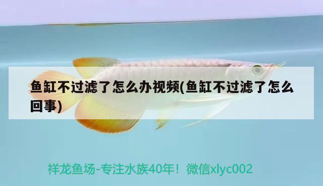 魚缸不過濾了怎么辦視頻(魚缸不過濾了怎么回事)