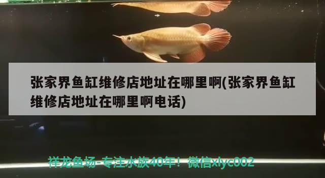 張家界魚(yú)缸維修店地址在哪里啊(張家界魚(yú)缸維修店地址在哪里啊電話) 朱巴利魚(yú)苗