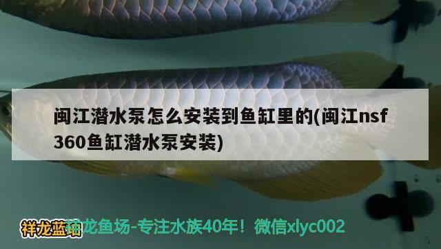 閩江潛水泵怎么安裝到魚(yú)缸里的(閩江nsf360魚(yú)缸潛水泵安裝)