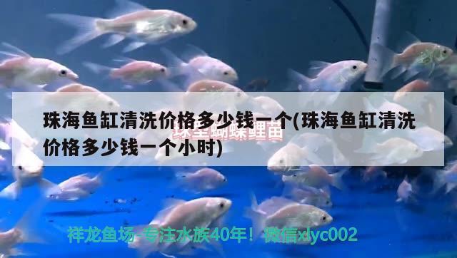 珠海魚缸清洗價格多少錢一個(珠海魚缸清洗價格多少錢一個小時) 白化巴西龜（白巴）