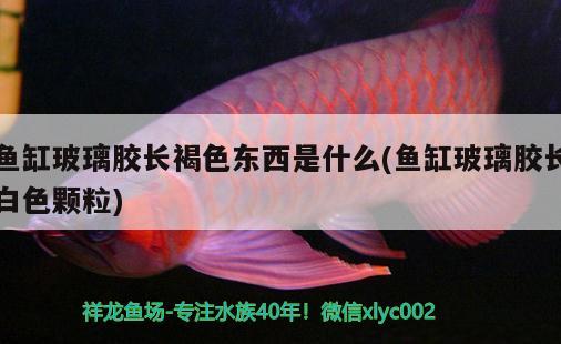 魚缸玻璃膠長褐色東西是什么(魚缸玻璃膠長白色顆粒) 觀賞魚水族批發(fā)市場