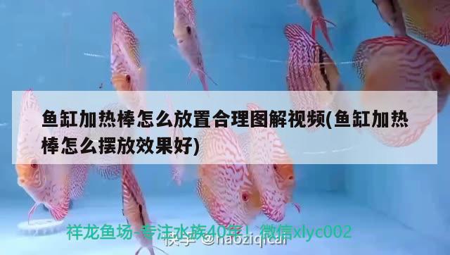 魚缸加熱棒怎么放置合理圖解視頻(魚缸加熱棒怎么擺放效果好) 超血紅龍魚