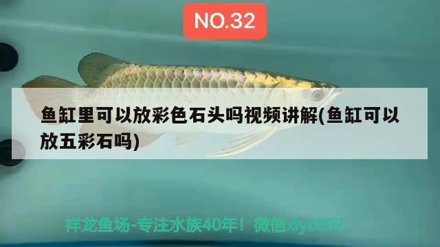 魚缸里可以放彩色石頭嗎視頻講解(魚缸可以放五彩石嗎) 非洲象鼻魚