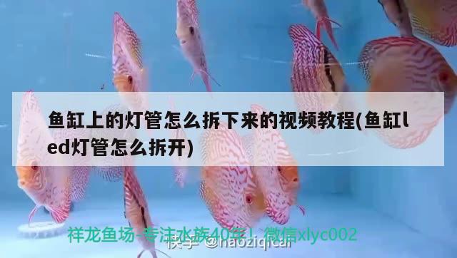 魚缸上的燈管怎么拆下來的視頻教程(魚缸led燈管怎么拆開)