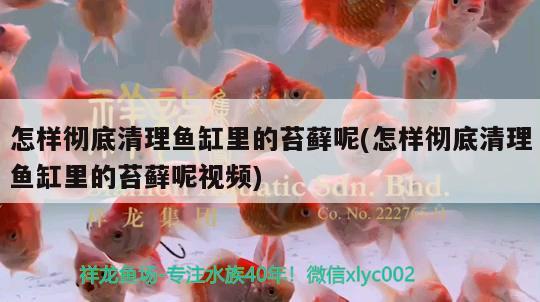 怎樣徹底清理魚缸里的苔蘚呢(怎樣徹底清理魚缸里的苔蘚呢視頻) 白化巴西龜（白巴）