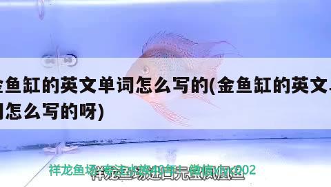 金魚缸的英文單詞怎么寫的(金魚缸的英文單詞怎么寫的呀) 鸚鵡魚