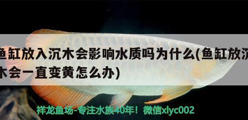 魚缸放入沉木會影響水質(zhì)嗎為什么(魚缸放沉木會一直變黃怎么辦)